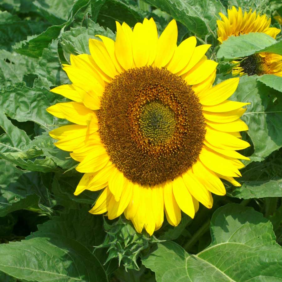 Seminte de flori Sunflower Bambino
